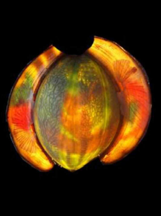 Vie éphémère de la tortue, ( tortue lumineuse avec des épluchures de fruits)