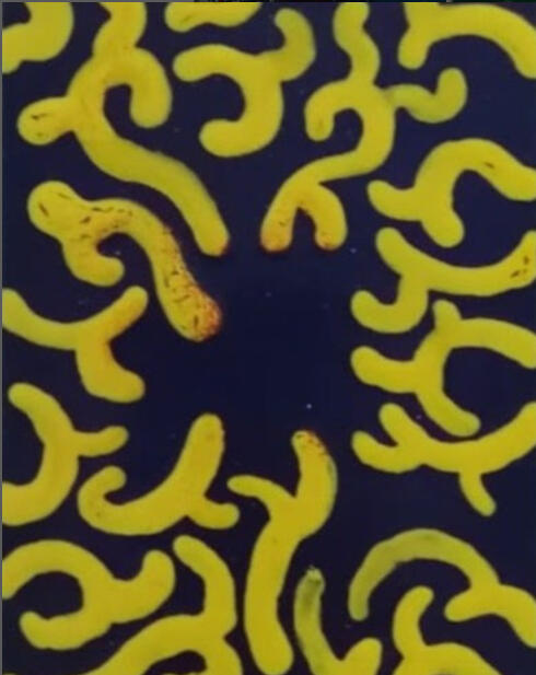 Untitled, (email sur acier, 15*10 cm)